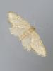 Idaea belemiata